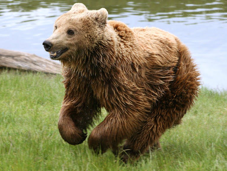 Eurasian Brown Bear