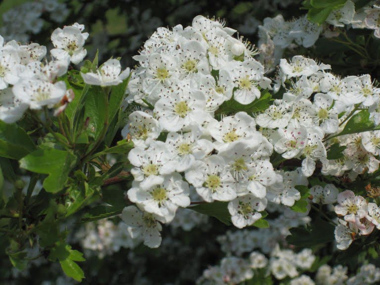 Hawthorn (Crataegus monygna) blossom in spring