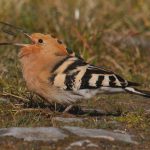 Hoopoe invasion of Ireland -- photo by Andrew Malcolm