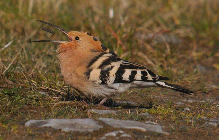 Hoopoe invasion of Ireland -- photo by Andrew Malcolm