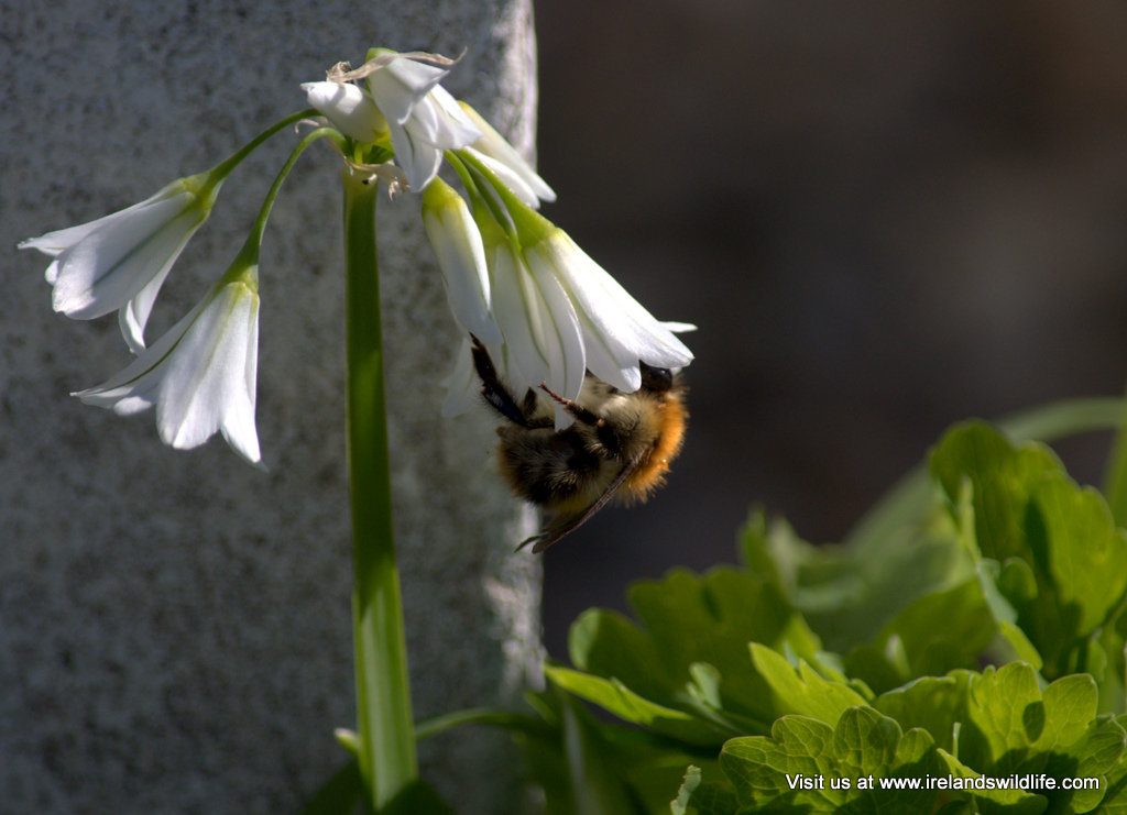 Early flowers provide vital food for pollinators