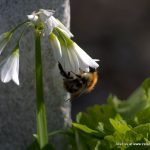 Early flowers provide vital food for pollinators