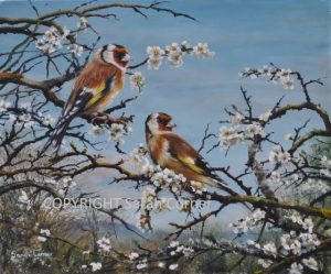 Goldfinches on blossom