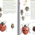 Insects of Ireland -- inside the book