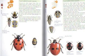 Insects of Ireland -- inside the book