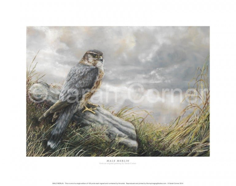 Male Merling Sarah Corner