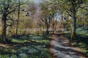 Path through the bluebell woods