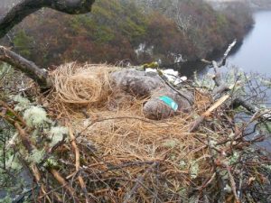 The white tailed eagle found dead on her nest in Connemara (Photo © Dermot Breen, NPWS)