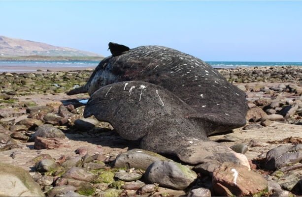 Stranded Sperm Whale Carcass, Fermoyle