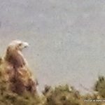White-tailed eagle, West Cork, Ireland