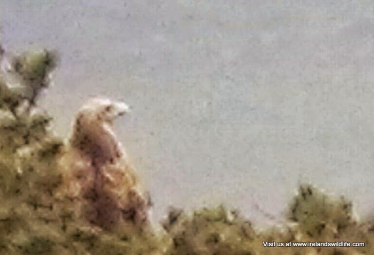 White-tailed eagle, West Cork, Ireland