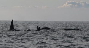 Killer Whales in Ireland under threat from marine pollution