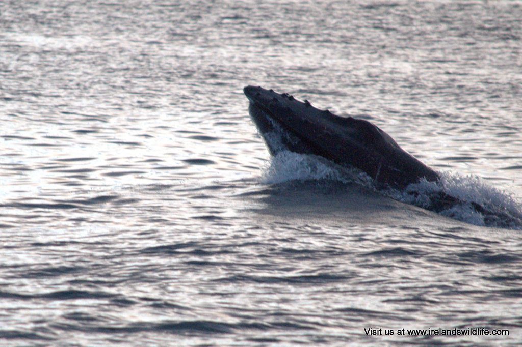 Humpback whale inchydoney West Cork
