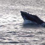 Humpback whale inchydoney West Cork
