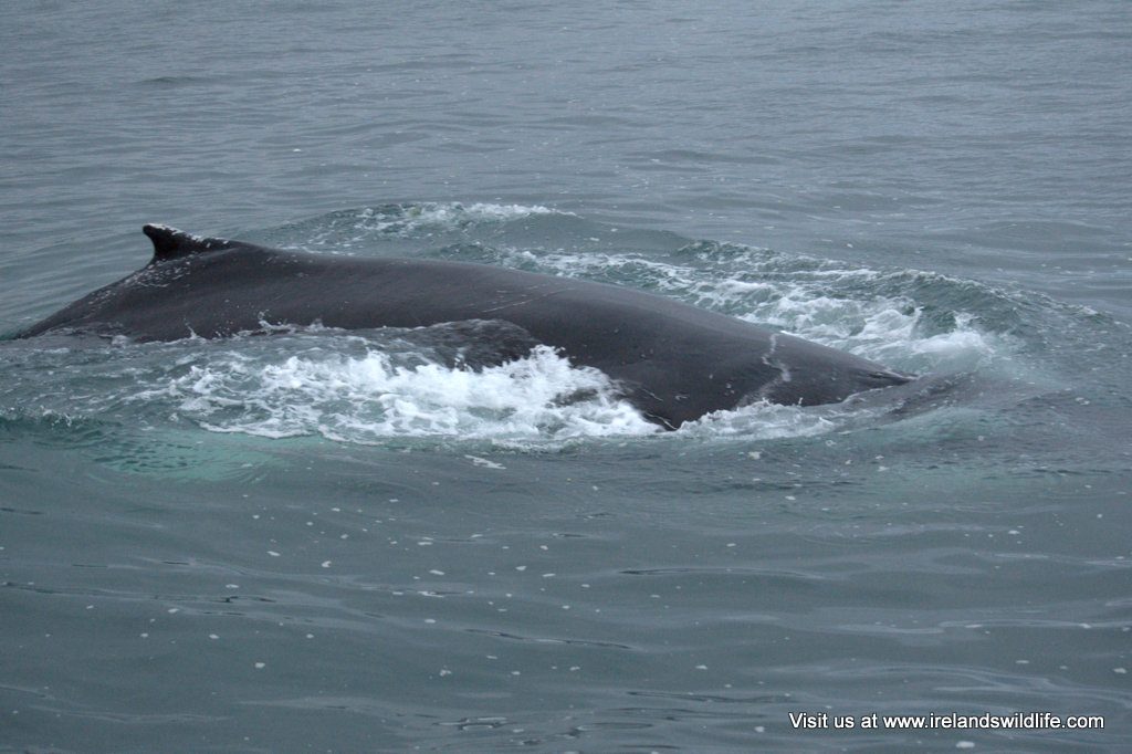 Humpback whale surfacing just off Inchydonney, West Cork