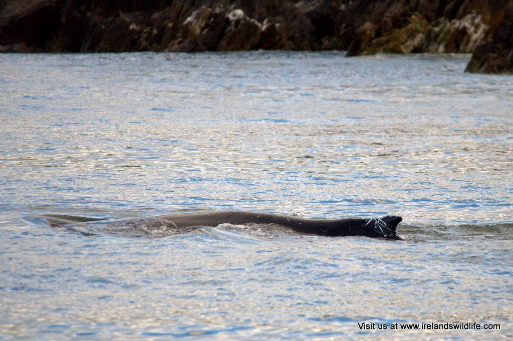 Humpback Whale, Inchydoney, West Cork