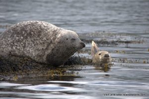 wildlife advertising promotion Ireland