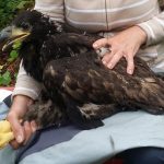 Eagle chick dies of natural causes in Co. Cork