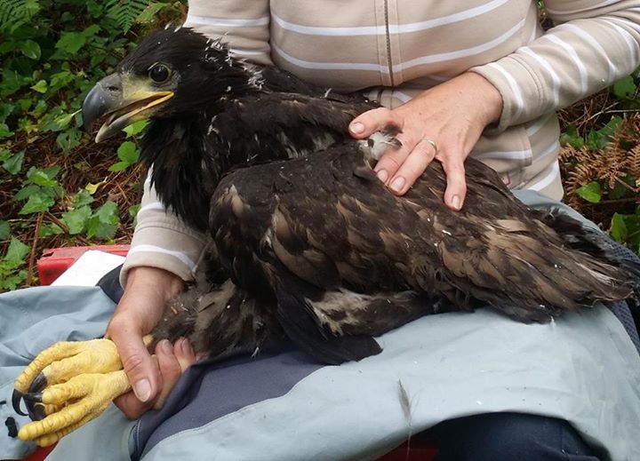 Eagle chick dies of natural causes in Co. Cork