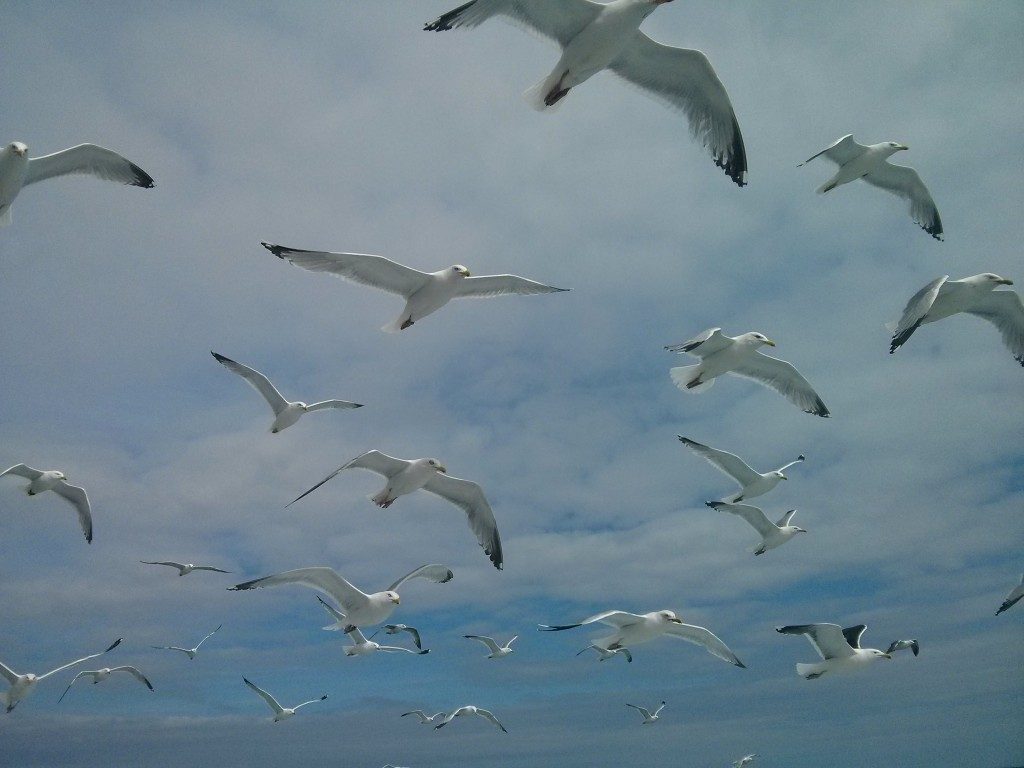 Gull cull, yes or no?