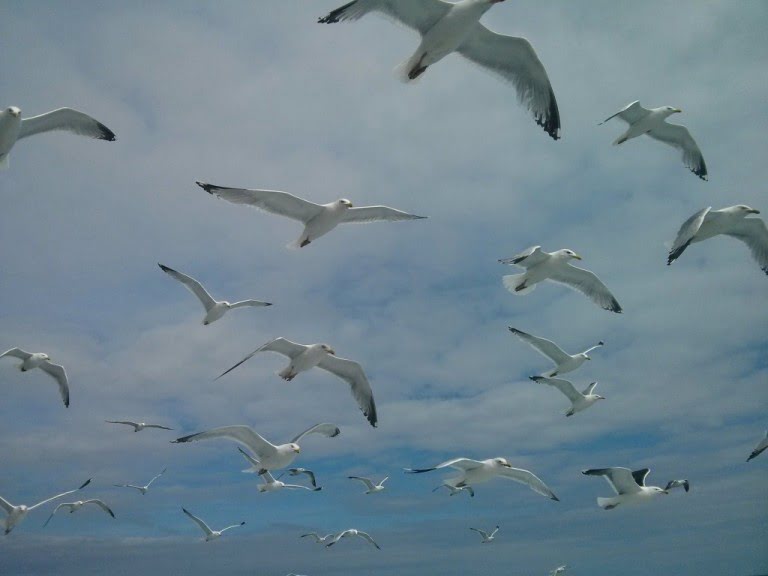 Gull cull, yes or no?
