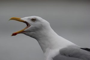 Herring Gull the target of call for seagull cull