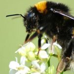 Buff-tailed_bumblebee,_Bombus_terrestris