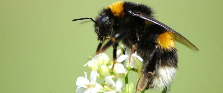 Buff-tailed_bumblebee,_Bombus_terrestris