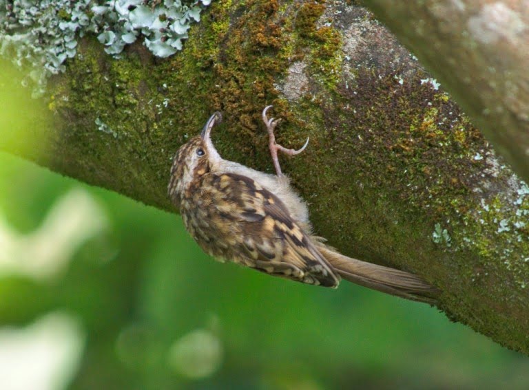 Treecreeper