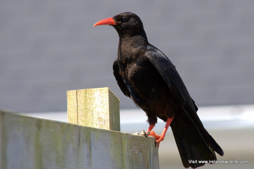 Red-billed chough