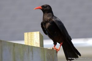 Red-billed chough