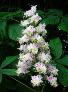 The horse chestnut flower uses coloured spots to communicate with pollinators.