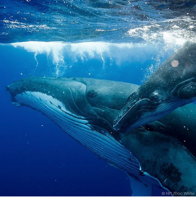 Baby humpbacks suckle up to 80 pints of their mother's milk every day ...