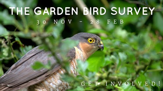 Garden Bird Survey
