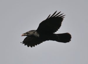 Raven by Andrew Malcolm