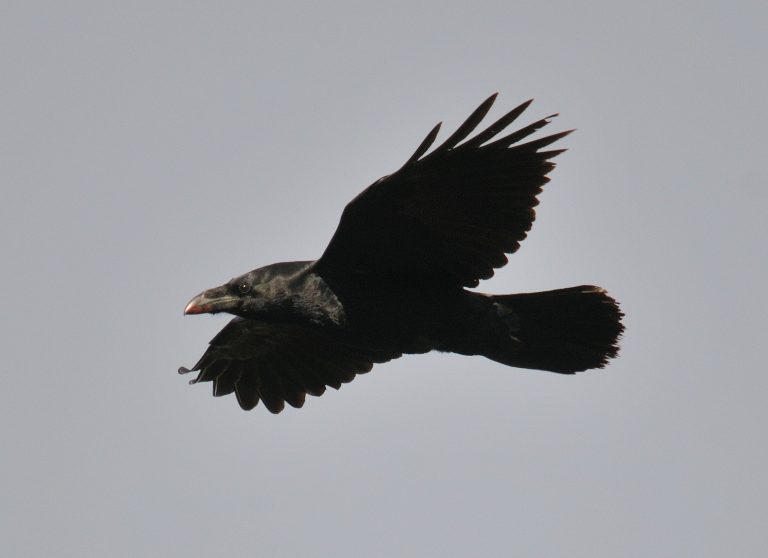 Raven by Andrew Malcolm