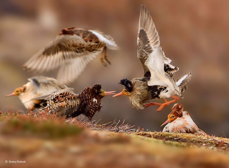 Young Wildlife Photographer of the Year