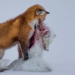 Wildlife Photographer of the Year 2016 open for entries