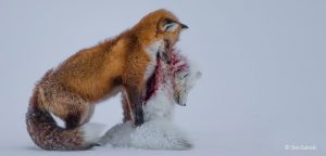 Wildlife Photographer of the Year 2016 open for entries