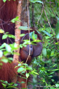 An adult male Borneo orangutan