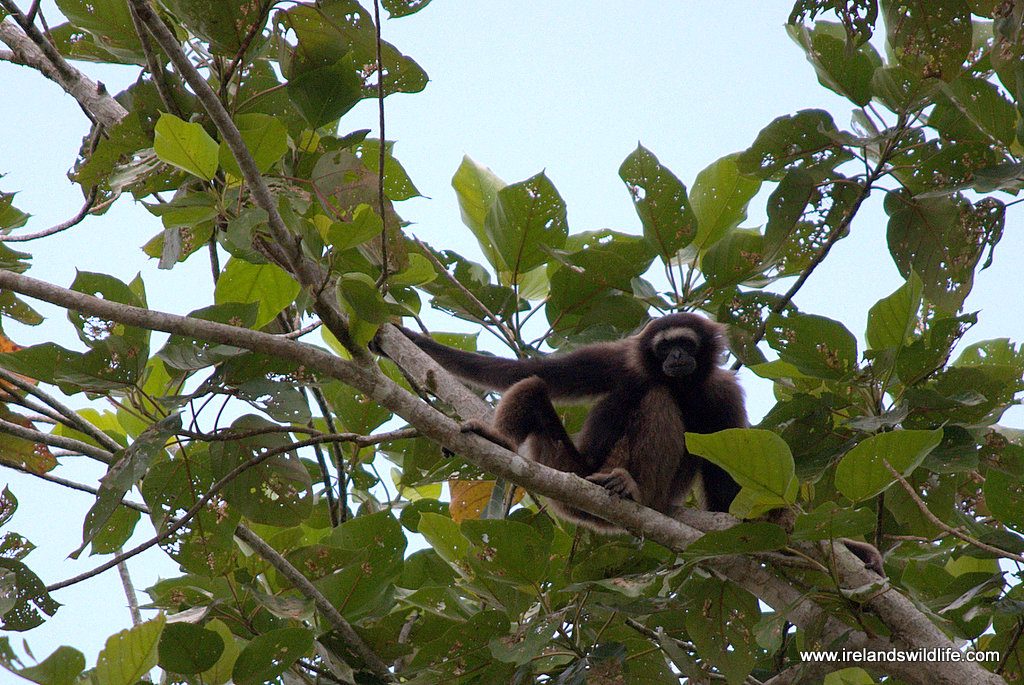 Borneo gibbon, Kinabatangan Jungle Camp