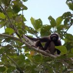 Borneo gibbon, Kinabatangan Jungle Camp