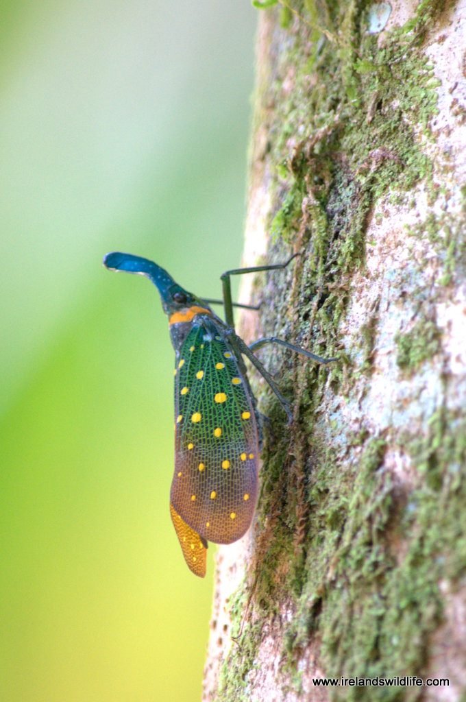 Mad looking insect -- a lantern bug