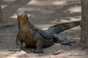 A humongous water monitor lizard: brute of a reptile
