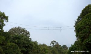 Orangutan rope bridge