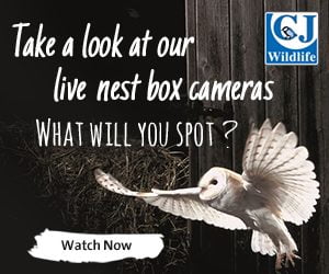 CJ Wildlife Webcam_300x250