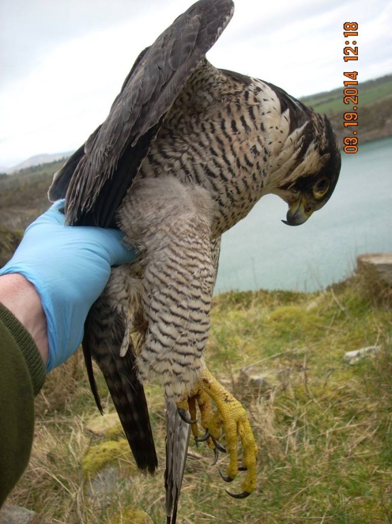 Poisoned Peregrine Falcon