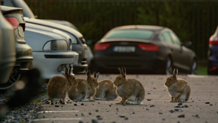 Urban Wildlife in Ireland