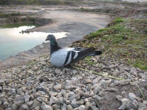 Live pigeon poisoned bait