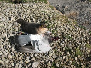 Poisoned sparrowhawk